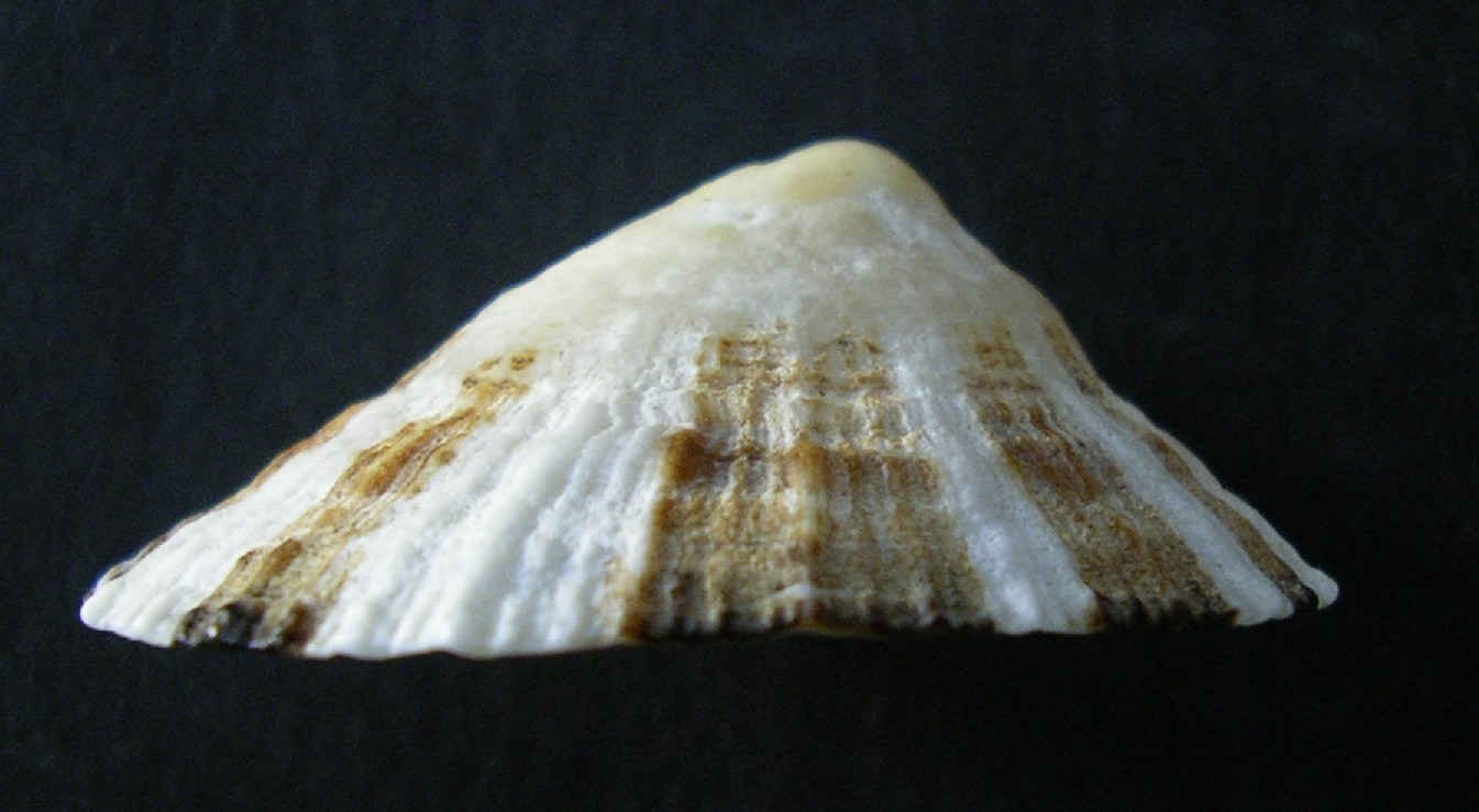 Patellidae ... ?
